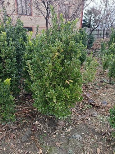 Digər bitkilər: Həmişə yaşıl kol — 6