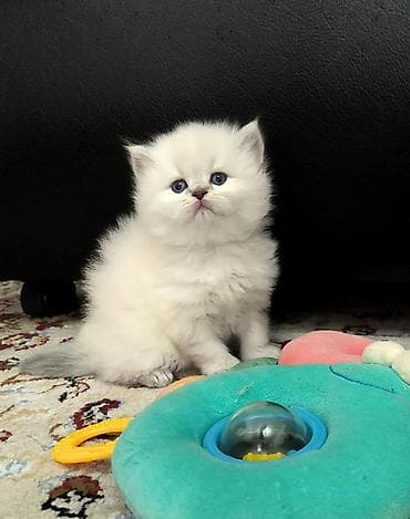 Ağ tüklü, mavi gözlü pişik balası - Uzun və həcmli, ipək kimi yumşaq