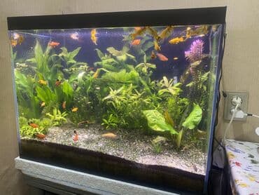 Boşqablar: Berlin mecenosec 10 ed- Sari molli-15 ed 2 ed peciliya 1 tiqroviy — 1