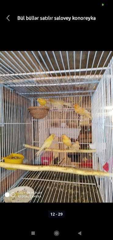 Digər heyvanlar: Bül büllər kanareyka solavey bul bul konareyka super oxuyan erkəy — 8