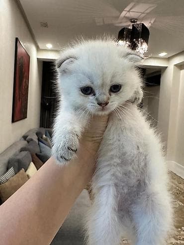 pitbul bala: Şotland yastı qulaq — 3