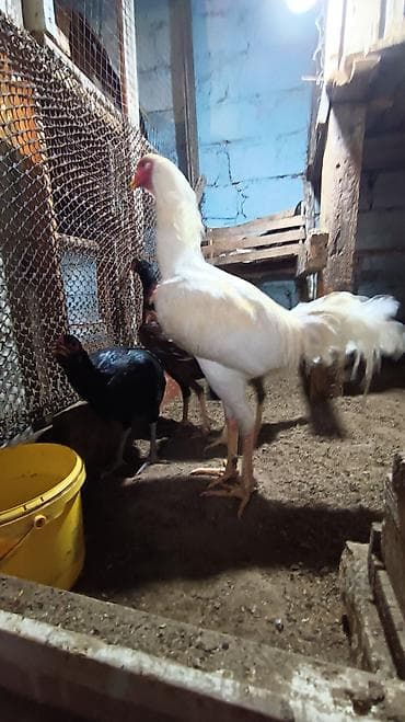 Cücələr: Xoruz, Heyratı, il: 1, Ünvandan götürmə — 1