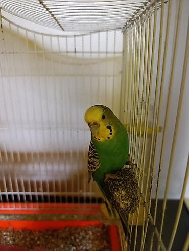 xamyak qefes: 2 ədəd məhəbbət quşları satılır bir fərə bir xoruz qəfəs və yumurta — 2