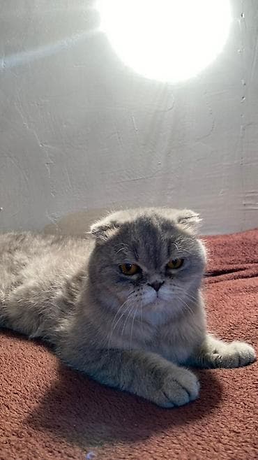 pişik etibarlı əllərə verilir: Şotland yastı qulaq, Dişi, Yaxşı əllərə, Ünvandan götürmə, Ödənişli çatdırılma — 1