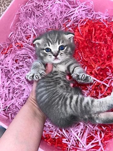 Digər heyvanlar: Erkək, Dişi, Yaxşı əllərə, Ünvandan götürmə, Pulsuz çatdırılma, Ödənişli çatdırılma — 5