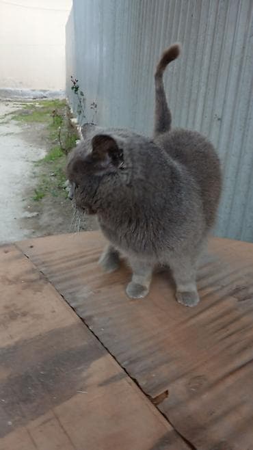 pişik eşyalari: Yaxşı əllərə — 4