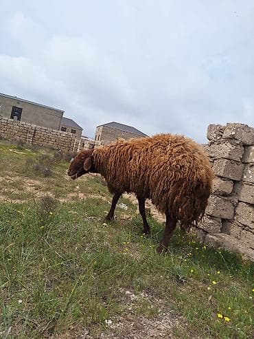 qoyun qiymətləri: Qala qoçu satılır. 1yaş 11 aylıqdır. Tam sağlamdır. Qoyun sürməyi — 4