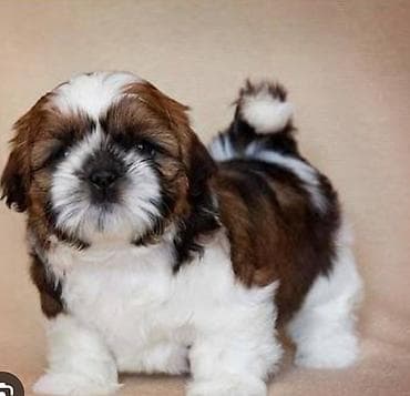 yem qabı: Shi-tsu — 6