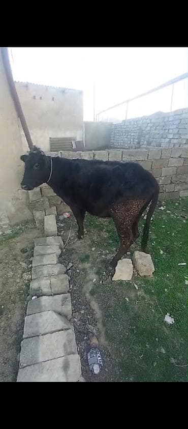 Toyuqlar: Dişi, il: 4, 260 kq, Damazlıq, Ətlik — 3