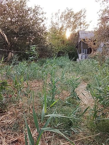 qax ilisu ev satilir: 8 sot, Maklerlər narahat etməsin, Kupça (Çıxarış) — 5
