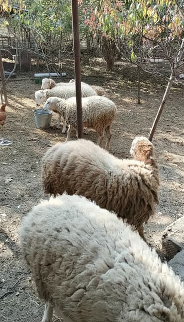 quzu satan: Məhsul:Quzular Təsvir: - Şəkillərdə gördüyünüz kimi 9baş tam sağlam — 1