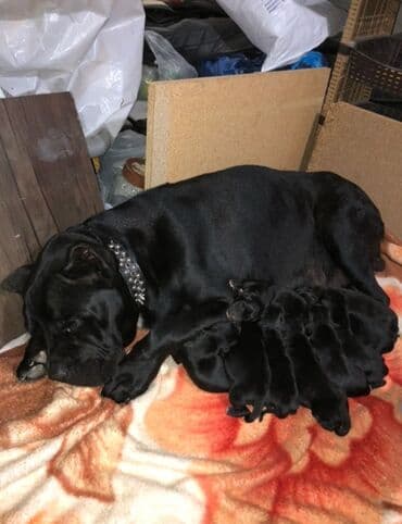 avcarka balası: Kane-Korso, 1 ay, Erkek, Ödənişli çatdırılma — 4