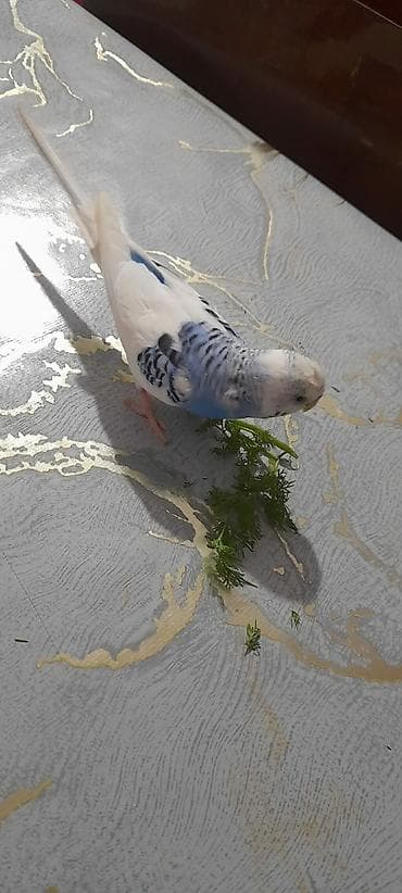 en gozel itler: Ələ öyrəşmiş quşdu fikri ciddi olan vatcapa yazsin sumqayìt — 9