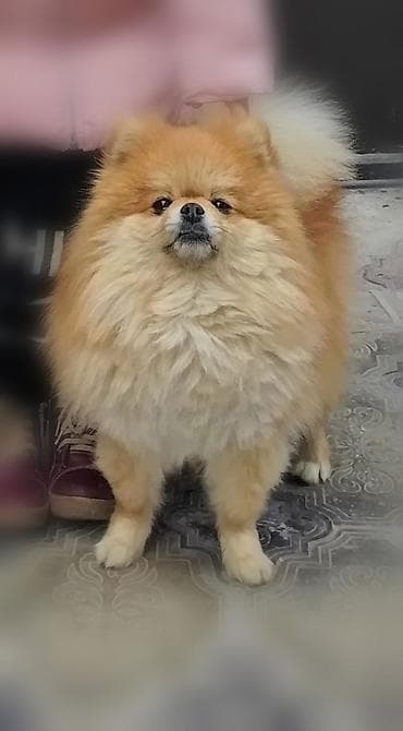 ucuz itlər: Şpitz, 2 il, Erkek, Cütləşmə üçün — 1