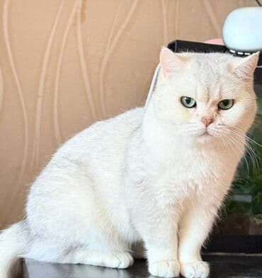 pişik adları azərbaycanca: Britan, Dişi — 1