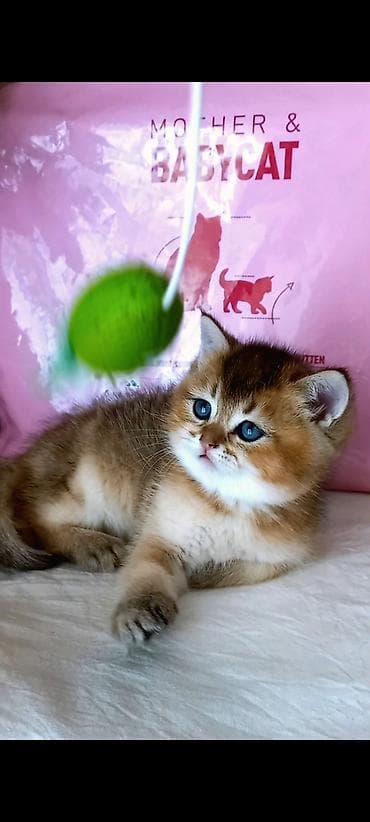 Britan, Erkək, Yaxşı əllərə, Ünvandan götürmə lalafo.az -da Britan, Erkək, Yaxşı əllərə, Ünvandan götürmə