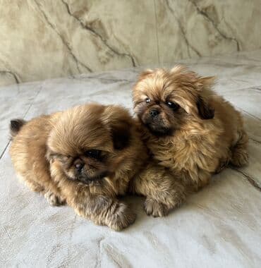 Pekines, 2 ay, Ödənişli çatdırılma