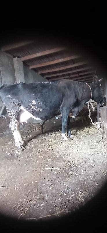 heyvalar: Süd yönümlü inək qara-ağ rəngli, buynuzlu - Sağım üçün iri və dolğun — 2