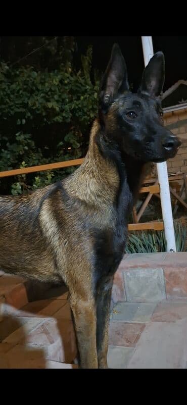 setter it cinsinin digər adı: Belçika çoban iti — 2