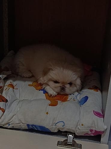 karlik doşan: Pekines, 3 ay — 4