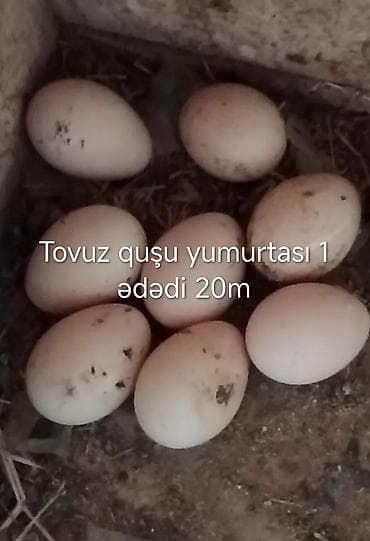 dəmir su cən: Salam gördüyünüz Tovuz quşu yumurtası satışda olacaq 1 ədədi 20m — 2