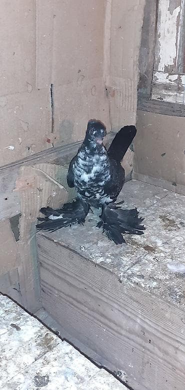 akvaryum bali̇q yemi̇: Yeni balalar oynaq quşların balalarıdı! Fikri ciddi olanlar narahat — 4