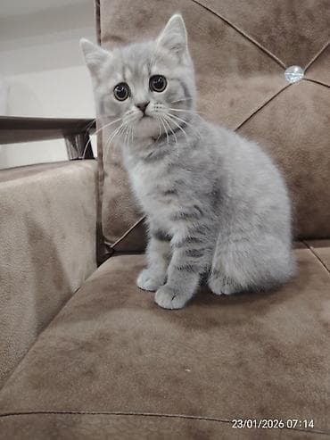 Asia: Шотладская вислоухая — 1