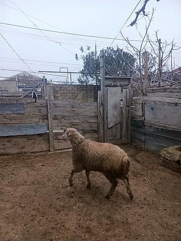 ag at satilir: Erkəydi sağlamdi 23 denedi yazin vaccapima videolarini atim — 3