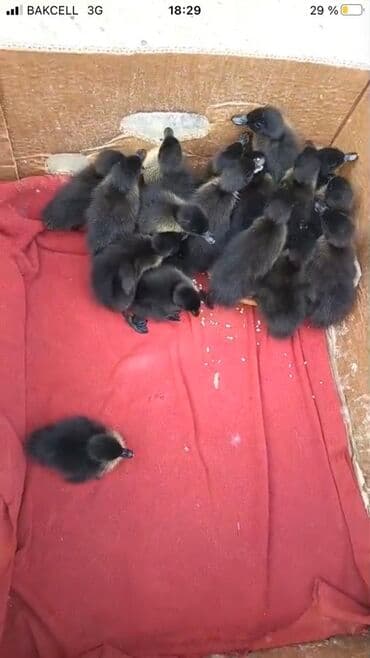 Inəklər, öküzlər: Kayuqa Ördey balasi 2 hefdelik olanlar 10 manat. 1 hefdelik 8 manat – — 3