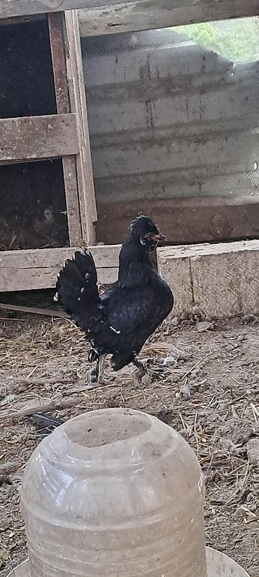 cins atlar: Toyuq, Damazlıq — 9