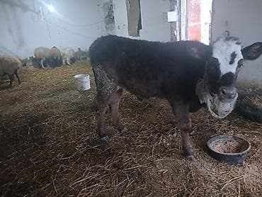 Mazda: Diși göbəkli 7ayLlq disi danadlr. dananln anaslvə anaslnln anaslda — 5