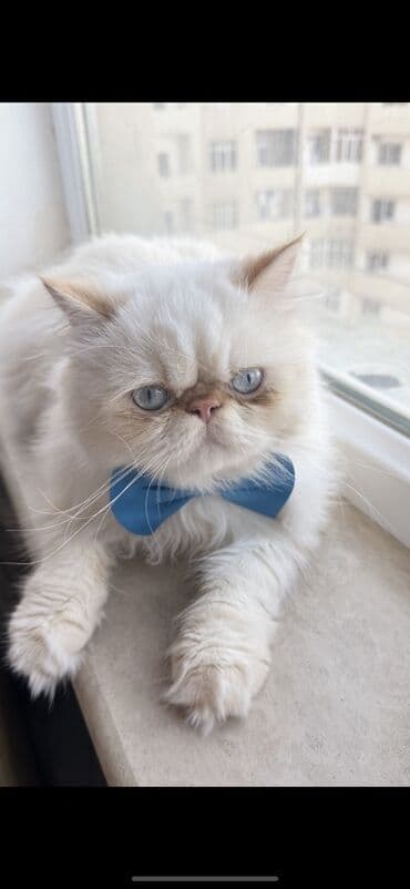 şotland pişiyi satışı: Fars, Erkək, Cütləşmə üçün — 4