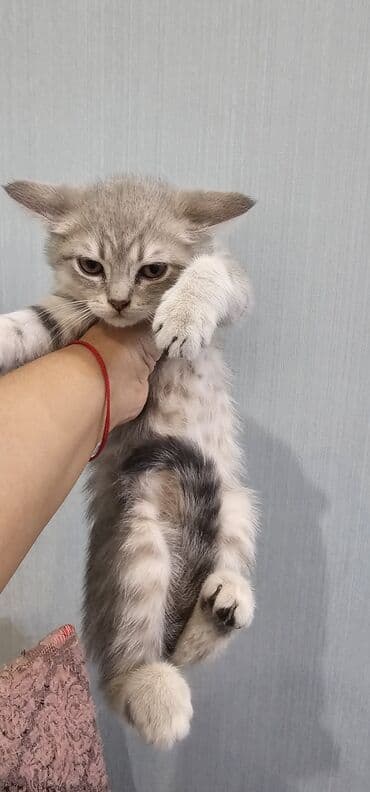 шотландская вислоухая серая: Шотландская, Самка, В добрые руки, Самовывоз, Платная доставка — 2