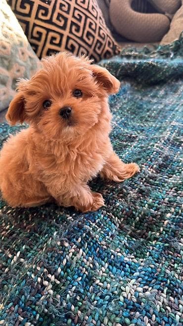 Кошки: 2 месяца, Самка, С прививками, Самовывоз — 8