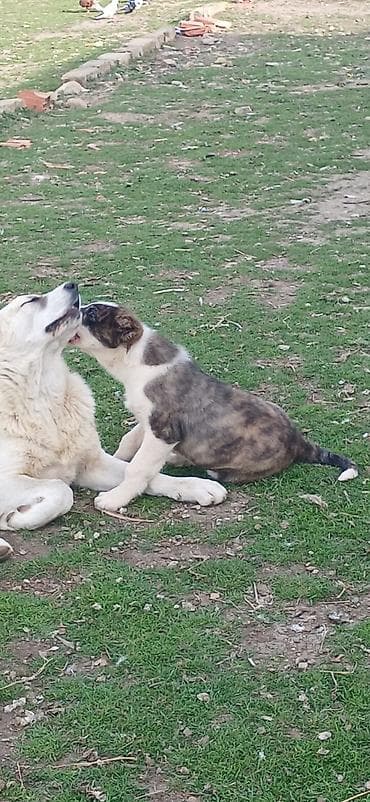 şpits itleri: Qurdbasar, 2 ay, Dişi, Peyvəndli — 5