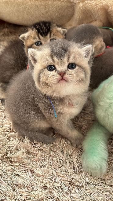 Digər heyvanlar: Şotland yastı qulaq — 7