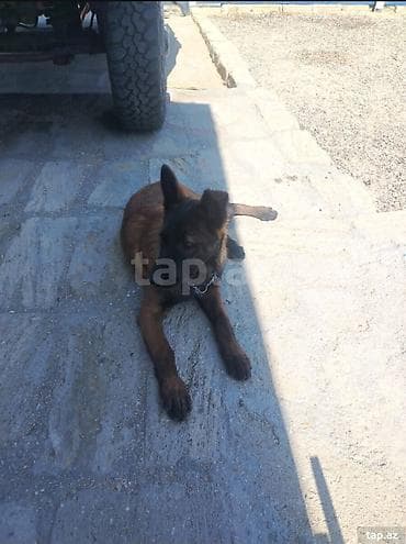 it sortları: Belçika çoban iti, 5 ay, Dişi, Ödənişli çatdırılma — 2