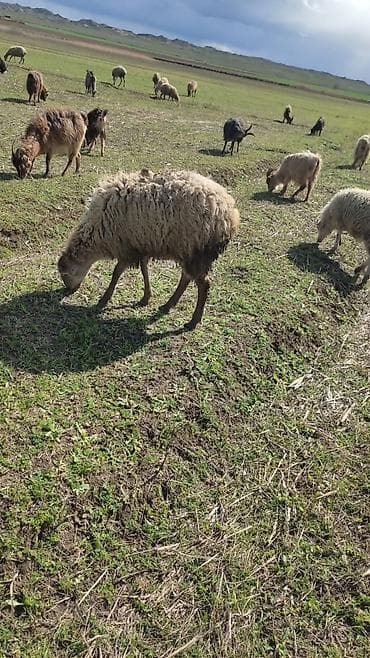 qoyunla: Qoyun və keçi sürüsü - Açıq otlaqda bəslənən yerli qoyun və keçilər — 1