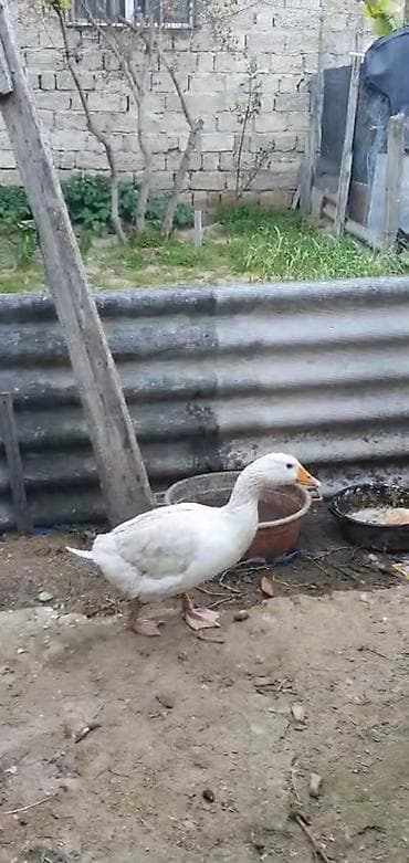 alabaxta quşu: Dişi, Damazlıq — 3