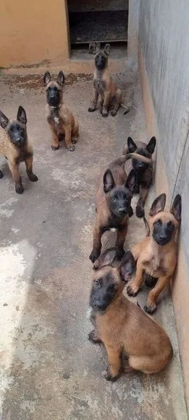 Belçika çoban iti, 2 ay, Erkek, Peyvəndli, Ünvandan götürmə lalafo.az -da Belçika çoban iti, 2 ay, Erkek, Peyvəndli, Ünvandan götürmə