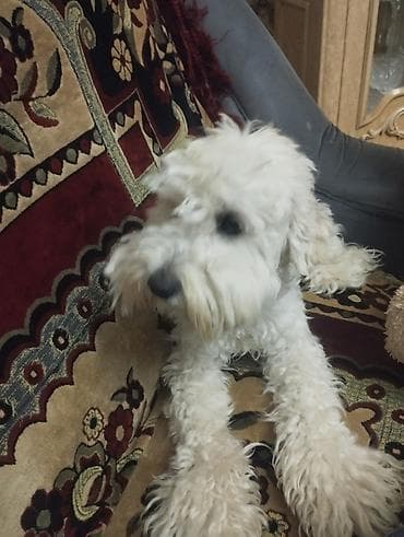 Pudel, 1 il, Erkek, Peyvəndli, Ünvandan götürmə