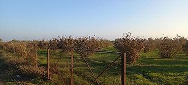 166 sot, Kənd təsərrüfatı, Mülkiyyətçi, Kupça (Çıxarış) — 1