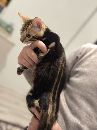 usaq ucun at: Benqal — 10