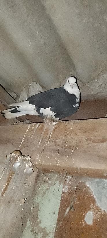 göyercin: Məhsul: Ev göyərçinləri (bir neçə fərqli rəng və naxış) Təsvir: - — 3