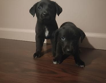 Другие животные: 2 месяца, Самец — 6