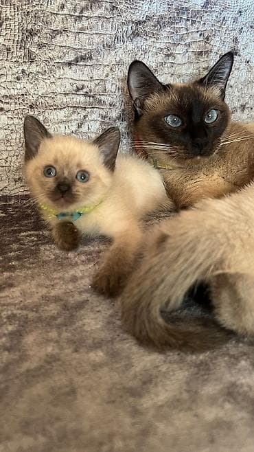 pişim: Siam, Erkək, Dişi — 4