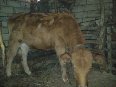 Boşqablar: 120 kilo et var . Satılır: Qırmızı rəngli dana - Növ: iri buynuzlu — 2