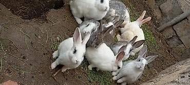 qoyun quzu nece yazilir: Atasi yeni Zelandiya bide kaliforniya qarisigidi anası yerli dovşandi — 5