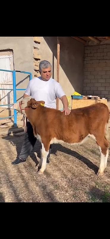 Satılır: simmental tipli dana - Cins: ətli istiqamət – simmental — 2