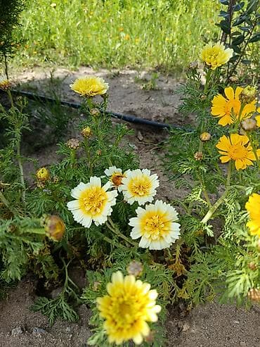 Çöl bitkiləri: Payızgülü (Chrysanthemum coronarium) – dekorativ, yeməli yarpaqlı və — 3
